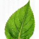 Leaf icon representing natural ingredients